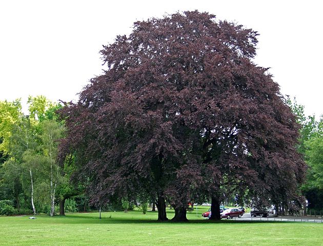Blutbuche - Fagus sylvatica f. purpurea - Baumgruppe (I, Dontworry, CC BY-SA 3.0, via Wikimedia Commons)