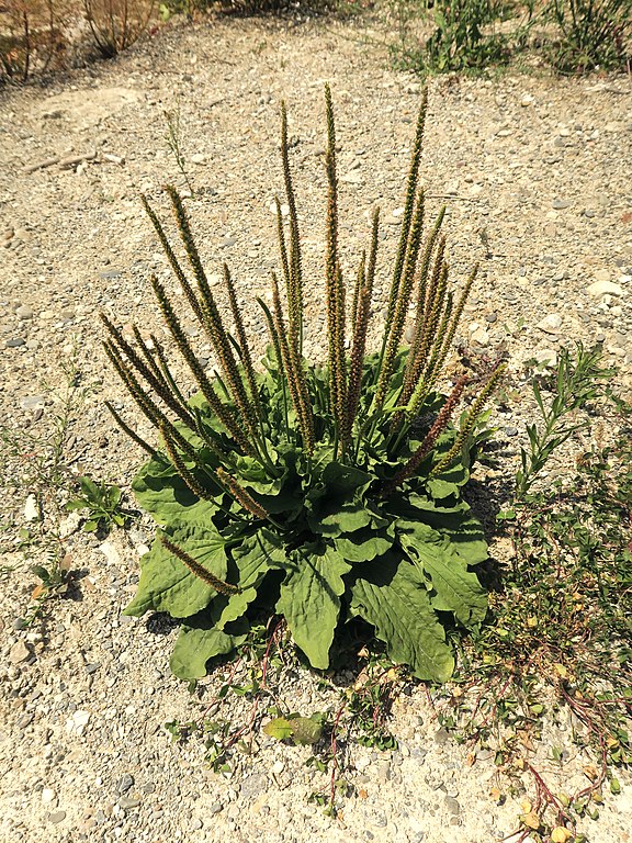 Breitwegerich - Plantago major - Pflanze (Olybrius, CC BY-SA 4.0, via Wikimedia Commons)