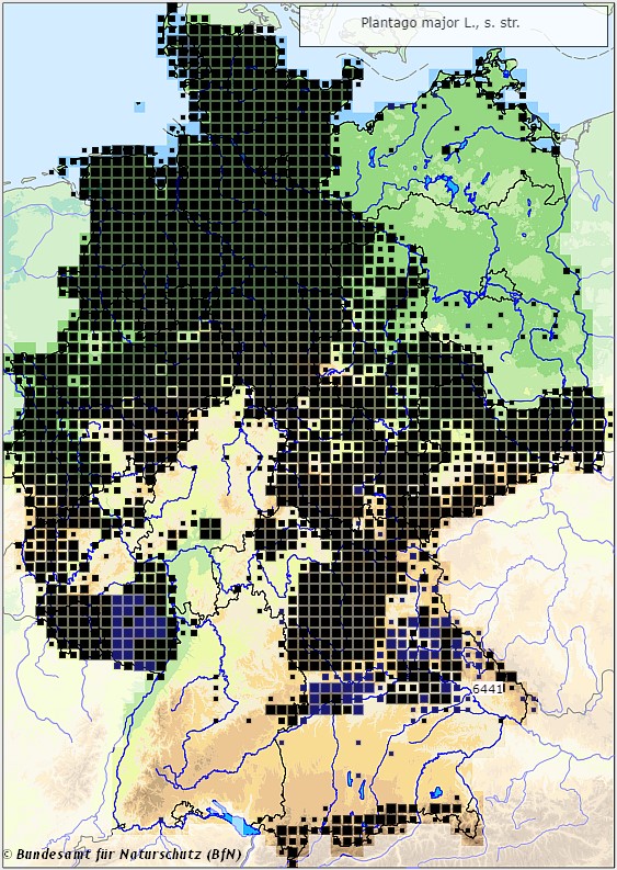 Breitwegerich - Plantago major - Verbreitungsgebiet in Deutschland (Karte vom Bundesamt für Naturschutz, BfN, FloraWeb)