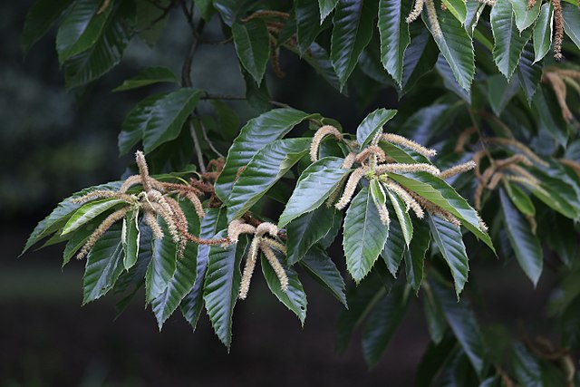 Chinesische Kastanie - Castanea mollissima - Blütenstände (Zhangzhugang, CC BY-SA 4.0, via Wikimedia Commons)