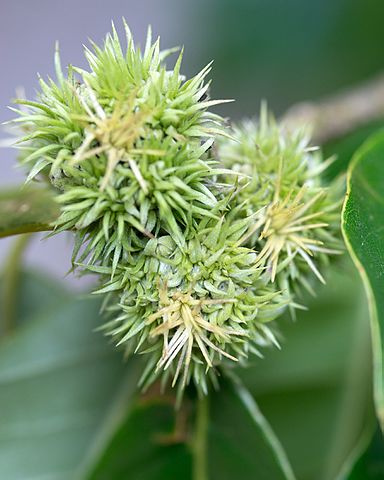 Chinesische Kastanie - Castanea mollissima - Früchte (Plant Image Library, CC BY-SA 2.0, via Wikimedia Commons)