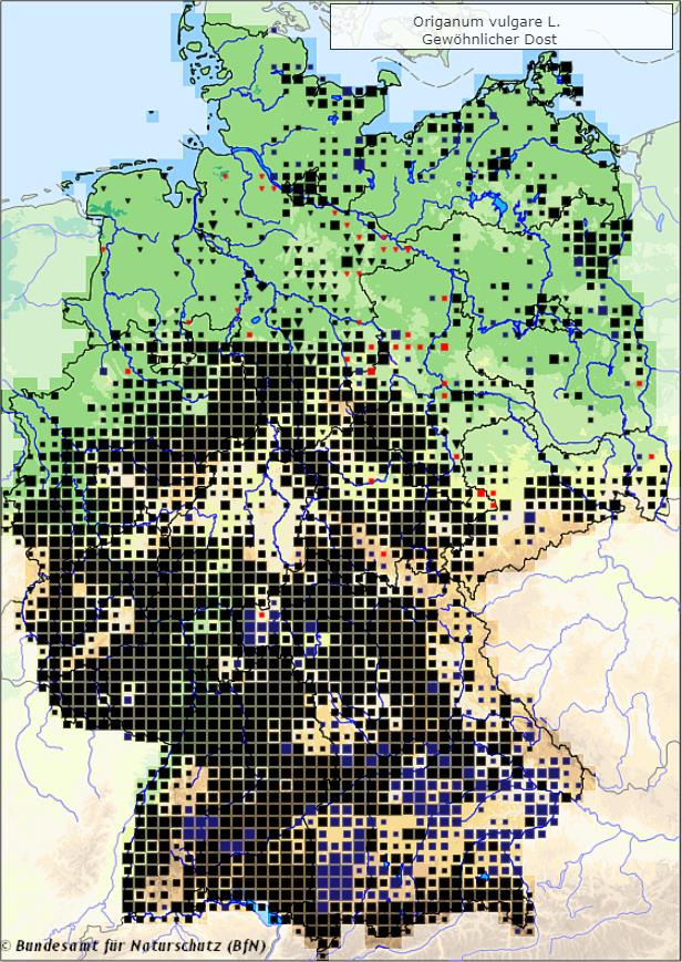 Dost - Origanum vulgare - Verbreitungsgebiet in Deutschland (Karte vom Bundesamt für Naturschutz, BfN, FloraWeb, abgerufen am 30.09.2022)