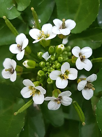 Echte Brunnenkresse - Nasturtium officinale - Blüten und Früchte (Paul venter, CC BY-SA 4.0, via Wikimedia Commons)