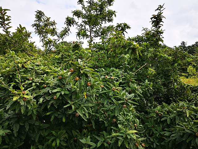 Echte Mispel - Mespilus germanica - Busch mit Früchten (Abubiju, CC0, via Wikimedia Commons)