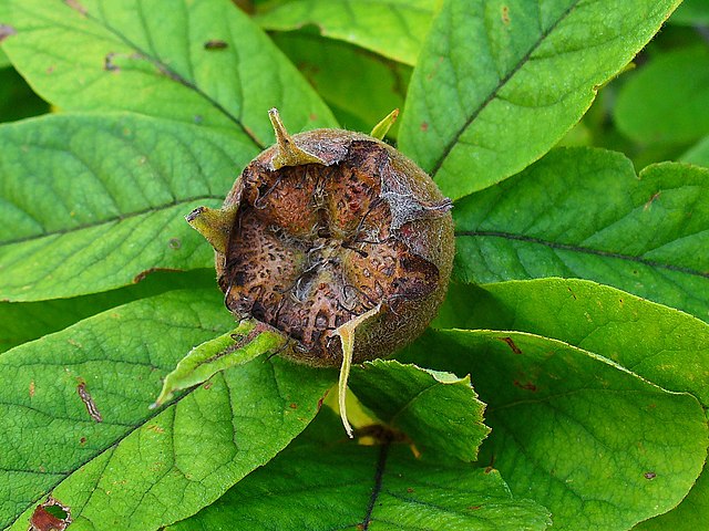 Echte Mispel - Mespilus germanica - Frucht (H. Zell, CC BY-SA 3.0, via Wikimedia Commons)