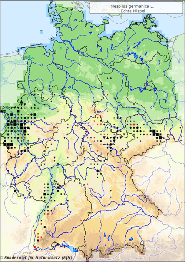Echte Mispel - Mespilus germanica - Verbreitungsgebiet in Deutschland (Karte vom Bundesamt für Naturschutz, BfN, FloraWeb, abgerufen am 26.09.2022)