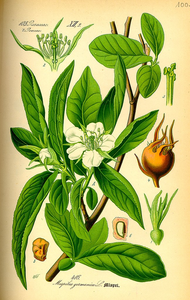 Echte Mispel - Mespilus germanica - Zeichnung (Prof. Dr. Otto Wilhelm Thomé Flora von Deutschland, Österreich und der Schweiz 1885, Gera, Germany, Public Domain, via Wikimedia Commons)