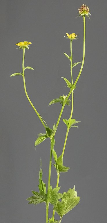 Echte Nelkenwurz - Geum urbanum - Pflanze (Muséum de Toulouse, CC BY-SA 4.0, via Wikimedia Commons)