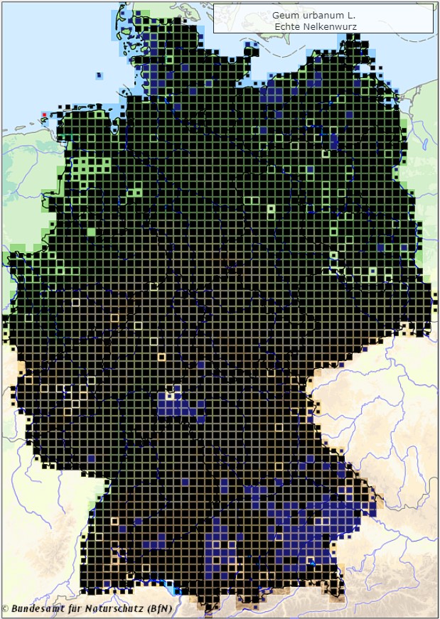Echte Nelkenwurz - Geum urbanum - Verbreitungsgebiet in Deutschland (Karte vom Bundesamt für Naturschutz, BfN, FloraWeb, abgerufen am 26.09.2022)