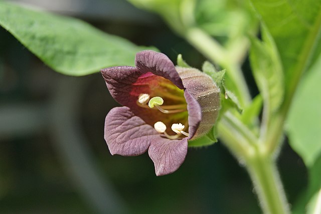 Echte Tollkirsche - Atropa belladonna - Blüte (Danny S., CC BY-SA 3.0, via Wikimedia Commons)