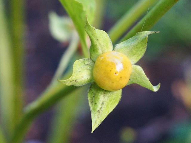 Echte Tollkirsche - Atropa belladonna - Unreife Frucht (Agnieszka Kwiecień, Nova, CC BY-SA 4.0, via Wikimedia Commons)