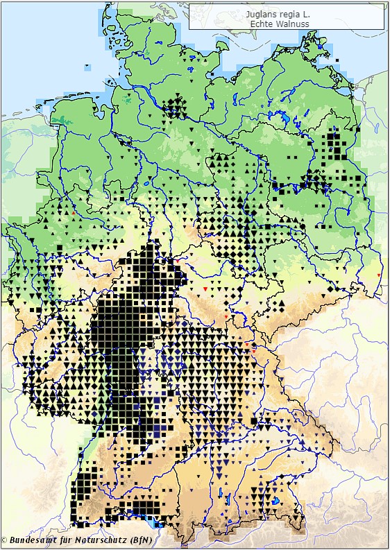 Echte Walnuss - Juglans regia - Verbreitungsgebiet in Deutschland (Karte vom Bundesamt für Naturschutz, BfN, FloraWeb, abgerufen am 26.09.2022)