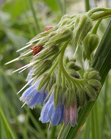 Echter Beinwell - Symphytum officinale - Blüten (Ryan Hodnett, CC BY-SA 4.0, via Wikimedia Commons)