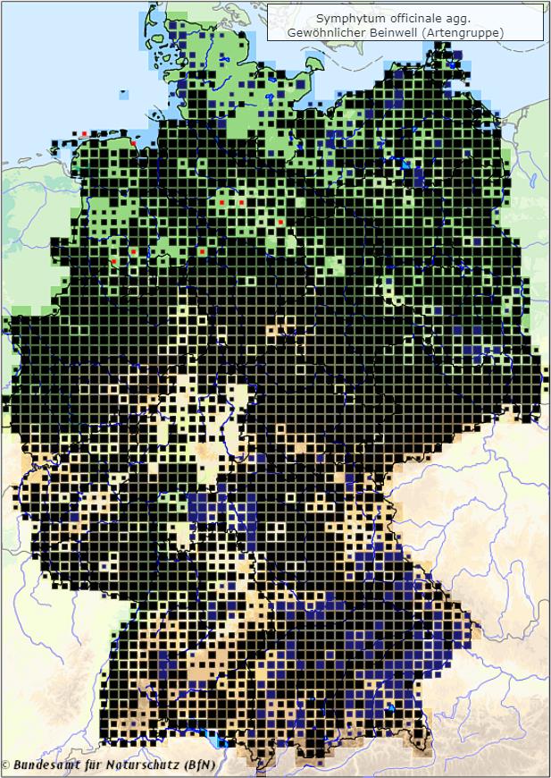 Echter Beinwell - Symphytum officinale - Verbreitungsgebiet in Deutschland (Karte vom Bundesamt für Naturschutz, BfN, FloraWeb, abgerufen am 28.09.2022)