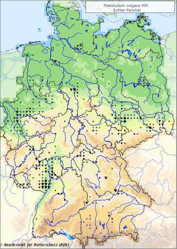 Echter Fenchel - Foeniculum vulgare - Verbreitungsgebiet in Deutschland (Karte vom Bundesamt für Naturschutz, BfN, FloraWeb, etablierte (neophytische) Vorkommen, abgerufen am 30.09.2022)
