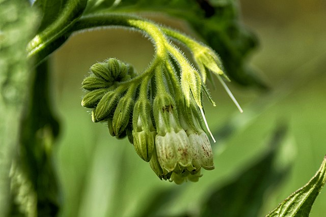 Echter weißer Beinwell - Symphytum officinale alba - Blüten (Paul van de Velde from Netherlands, CC BY 2.0, via Wikimedia Commons)