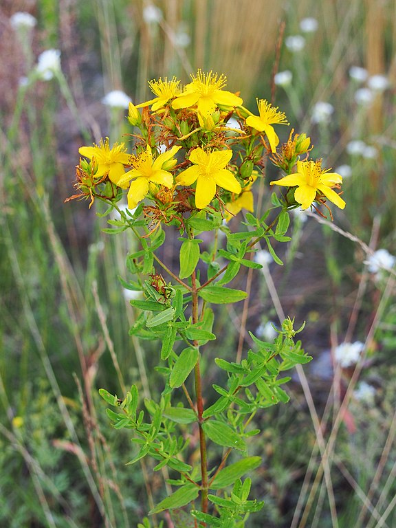 Echtes Johanniskraut - Hypericum perforatum - Pflanze (Agnieszka Kwiecień, Nova, CC BY-SA 4.0, via Wikimedia Commons)