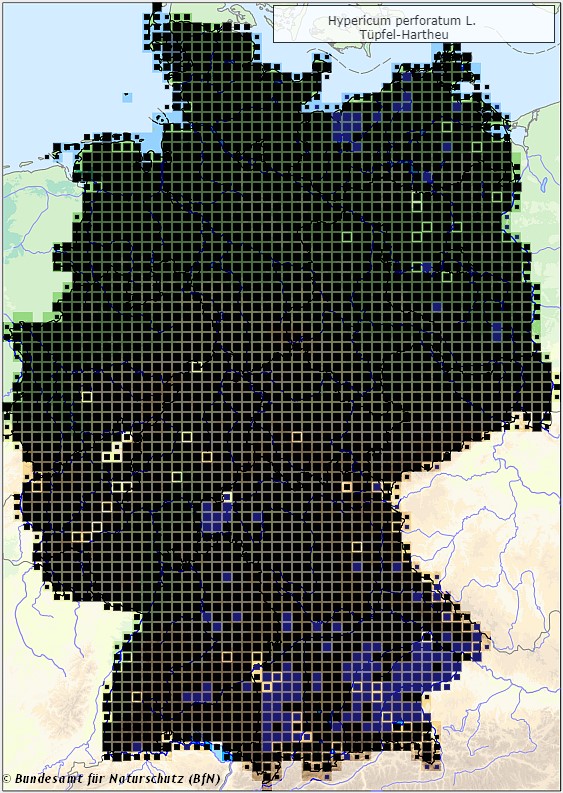 Echtes Johanniskraut - Hypericum perforatum - Verbreitungsgebiet in Deutschland (Karte vom Bundesamt für Naturschutz, BfN, FloraWeb, abgerufen am 26.09.2022)