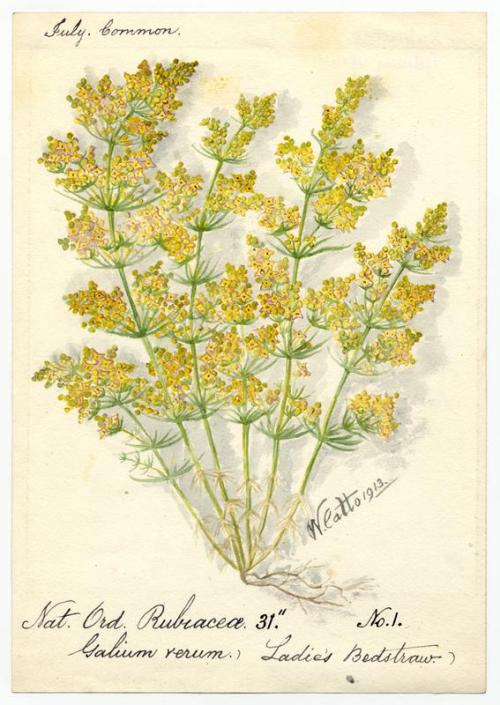 Echtes Labkraut - Galium verum - Aquarell (William Catto, 1913, Aberdeen Art Gallery, Public domain, via Wikimedia Commons)