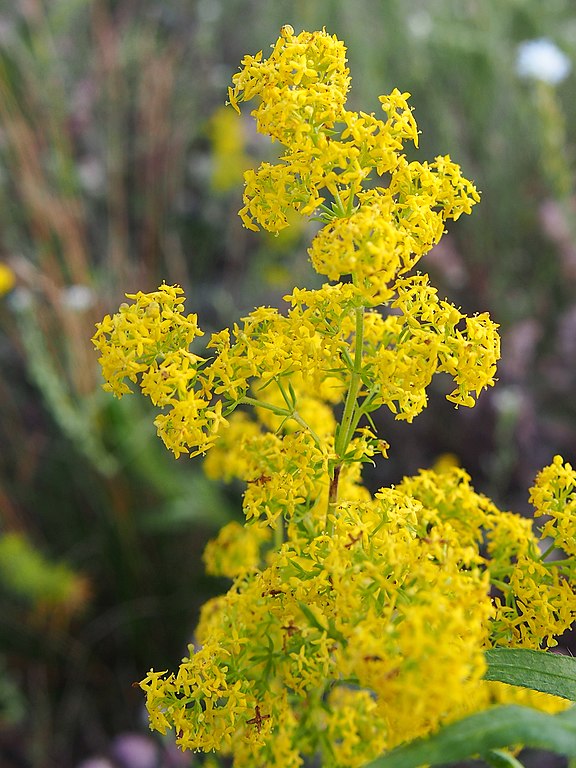 Echtes Labkraut - Galium verum - Blüten (Agnieszka Kwiecień, Nova, CC BY-SA 4.0, via Wikimedia Commons)