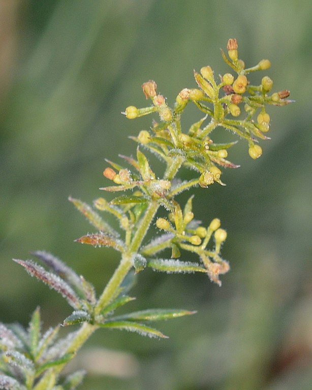Echtes Labkraut - Galium verum - Pflanze (Ryan Hodnett, CC BY-SA 4.0, via Wikimedia Commons)
