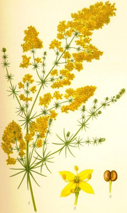 Echtes Labkraut - Galium verum - Zeichnung (Carl Axel Magnus Lindman: Bilder ur Nordens Flora (1901-1905), Public domain, via Wikimedia Commons)