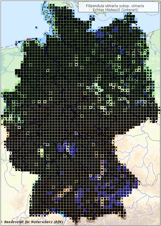Echtes Mädesüß - Filimpendula ulmaria subsp. ulmaria - Verbreitungsgebiet in Deutschland (Karte vom Bundesamt für Naturschutz, BfN, FloraWeb, abgerufen am 26.09.2022)