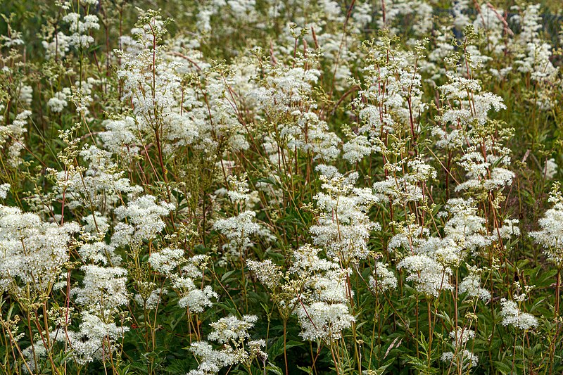 Echtes Mädesüß - Filipendula ulmaria - Blühende Pflanzen (W.carter, CC BY-SA 4.0, via Wikimedia Commons)