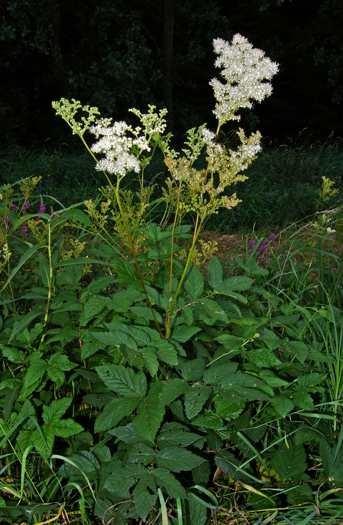 Echtes Mädesüß - Filipendula ulmaria - Pflanze (Christian Fischer, CC BY-SA 3.0, via Wikimedia Commons)