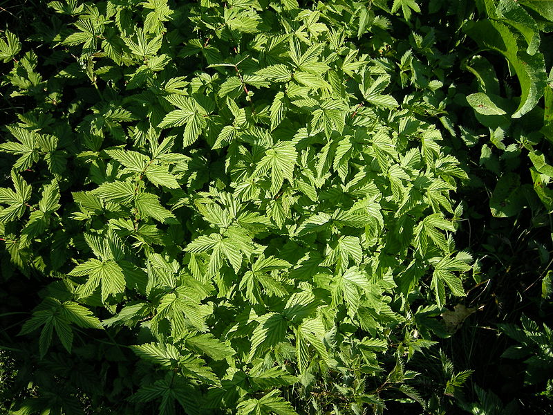 Echtes Mädesüß - Filipendula ulmaria - Pflanzen (FreddyKrueger 19:17, 11. Mai 2008 (CEST), Attribution, via Wikimedia Commons)