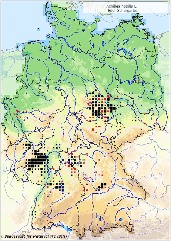 Edle Schafgarbe - Achillea nobilis - Verbreitungsgebiet in Deutschland (Karte vom Bundesamt für Naturschutz, BfN, FloraWeb, einheimisch, abgerufen am 26.09.2022)