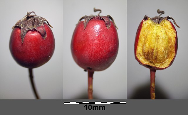 Eingriffliger Weißdorn - Crataegus monogyna - Frucht (Stefan.lefnaer, CC BY-SA 4.0, via Wikimedia Commons)
