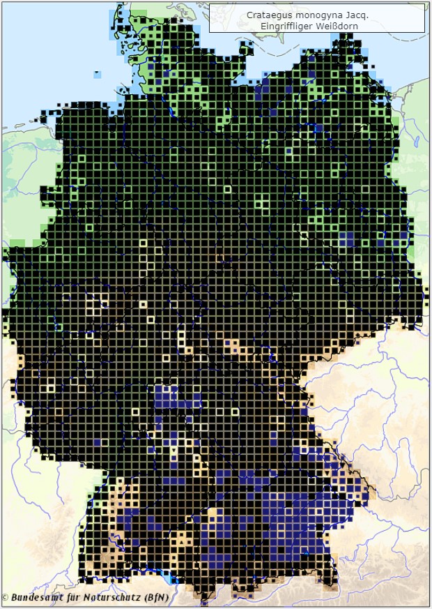 Eingriffliger Weißdorn - Crataegus monogyna - Verbreitungsgebiet in Deutschland (Karte vom Bundesamt für Naturschutz, BfN, FloraWeb, abgerufen am 27.09.2022)