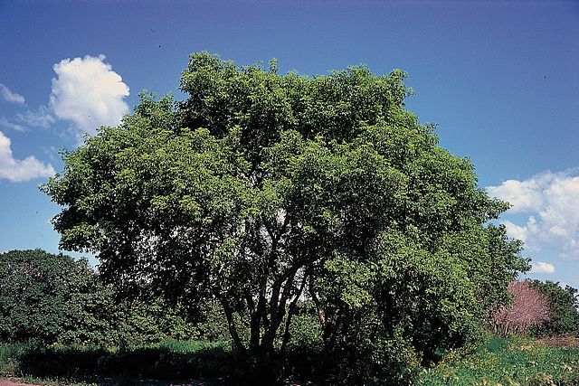 Eschen-Ahorn - Acer negundo - Baum (Herman, D.E. et al. 1996. North Dakota tree handbook. USDA NRCS ND State Soil Conservation Committee; NDSU Extension and Western Area Power Admin., Bismarck, ND., Public domain, via Wikimedia Commons)