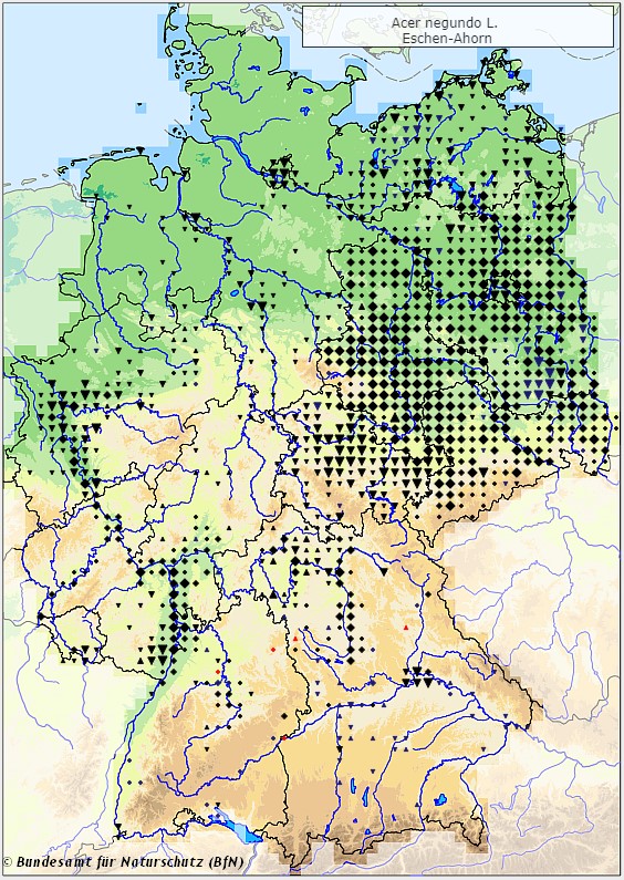 Eschen-Ahorn - Acer negundo - Verbreitungsgebiet in Deutschland (Karte vom Bundesamt für Naturschutz, BfN, FloraWeb, etablierte (neophytische) Vorkommen, abgerufen am 26.09.2022)