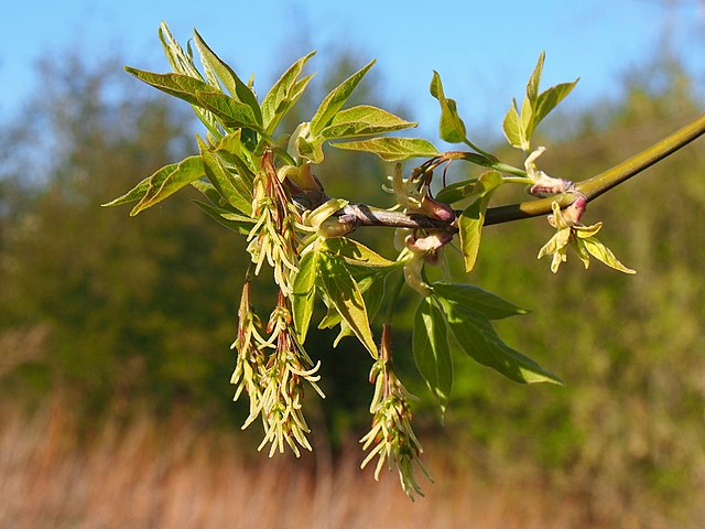 Eschen-Ahorn - Acer negundo - weibliche Blütenstände (Agnieszka Kwiecień, Nova, CC BY-SA 4.0, via Wikimedia Commons)