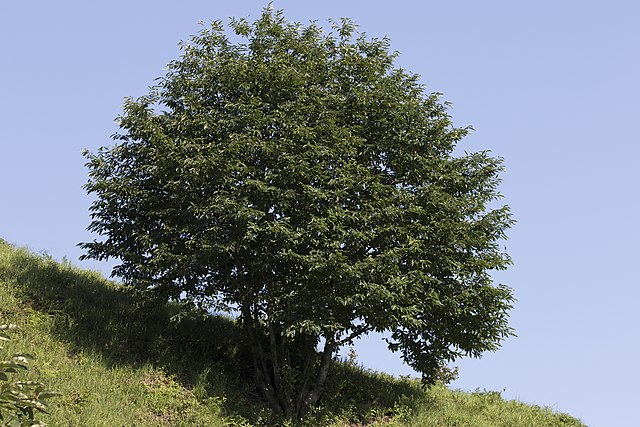 Esskastanie - Castanea sativa - Baum (Zeynel Cebeci, CC BY-SA 4.0, via Wikimedia Commons)