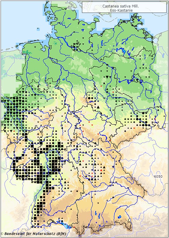 Esskastanie - Castanea sativa - Verbreitungsgebiet in Deutschland (Karte vom Bundesamt für Naturschutz, BfN, FloraWeb, abgerufen am 26.09.2022)