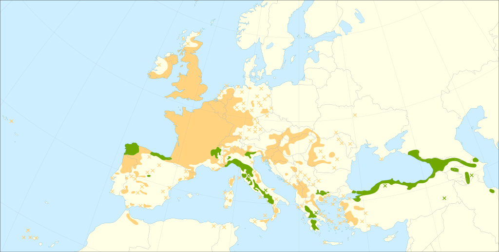 Esskastanie - Castanea sativa - Verbreitungsgebiet (Giovanni Caudullo, CC BY 4.0, via Wikimedia Commons)