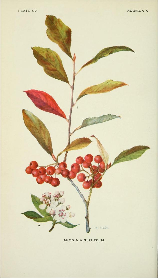 Filzige Apfelbeere - Aronia arbutifolia - Zeichnung (ADDISONIA, Colored Illustrations and popular descriptions of plants, Plate 97, Volume 3, 1918, New York Botanical Garden)