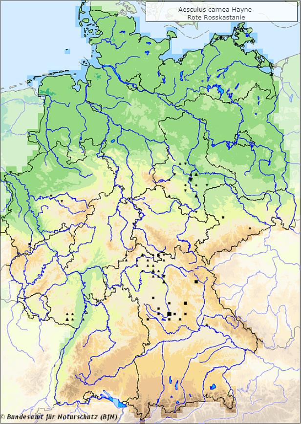 Fleischrote Rosskastanie - Aesculus × carnea Hayne - Verbreitungsgebiet in Deutschland (Karte vom Bundesamt für Naturschutz, BfN, FloraWeb, unbeständige (neophytische) Vorkommen, abgerufen am 16.12.2022)