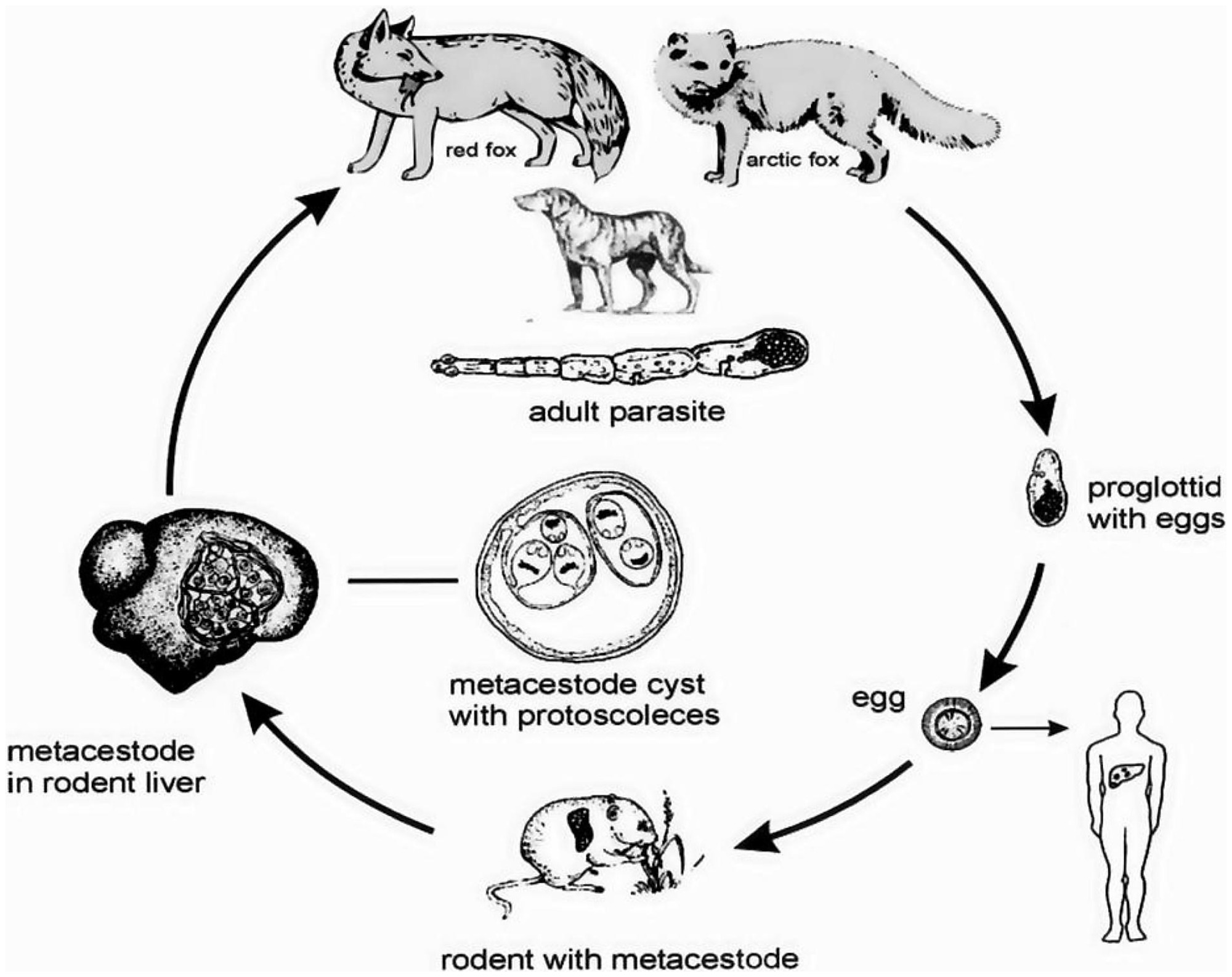 Fuchsbandwurm - Echinococcus multilocularis - Lebenszyklus (Torgerson PR, Keller K, Magnotta M, Ragland N, CC BY-SA 4.0, via Wikimedia Commons)