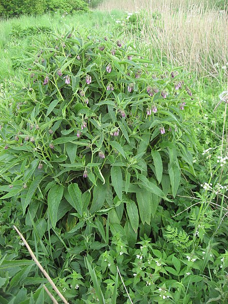 Futter-Beinwell - Symphytum uplandicum - Pflanzen (Kim Hansen, CC BY-SA 3.0, via Wikimedia Commons)