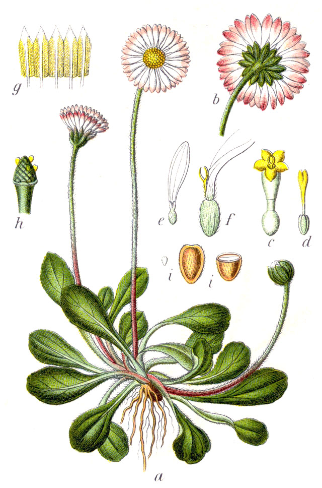 Gänseblümchen - Bellis perennis - Zeichnung (Johann Georg Sturm, Jacob Sturm (Illustrator): Deutschlands Flora in Abbildungen, Public domain, via Wikimedia Commons)