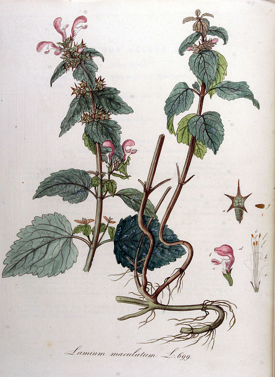 Gefleckte Taubnessel - Lamium maculatum - Zeichnung (Christiaan Sepp, Flora Batava of Afbeelding en Beschrijving van Nederlandsche Gewassen, IX Deel. (1846), Public domain, via Wikimedia Commons)