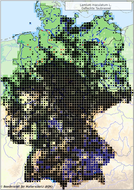 Gefleckte Taubnessel - Verbreitungsgebiet in Deutschland (Karte vom Bundesamt für Naturschutz, BfN, FloraWeb, abgerufen am 26.09.2022)