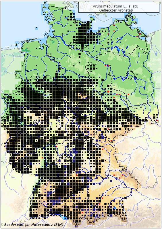 Gefleckter Aronstab - Arum maculatum - Verbreitungsgebiet in Deutschland (Karte vom Bundesamt für Naturschutz, BfN, FloraWeb)