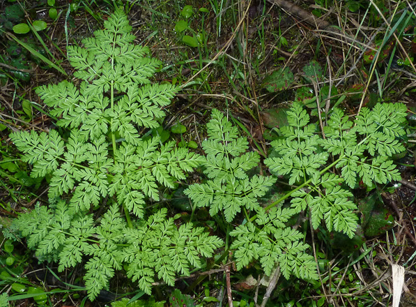 Gefleckter Schierling - Conium maculatum - Blätter (bertrant.bui, CC BY-SA 2.0 FR, via Wikimedia Commons)