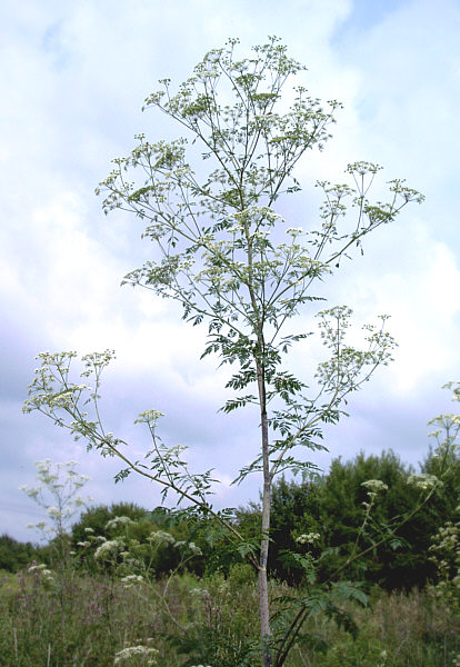 Gefleckter Schierling - Conium maculatum - Pflanze (Saxo, Public domain, via Wikimedia Commons)