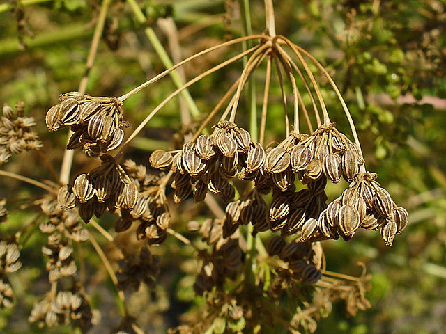 Gefleckter Schierling - Conium maculatum - Reife Früchte (H. Zell, CC BY-SA 3.0, via Wikimedia Commons)